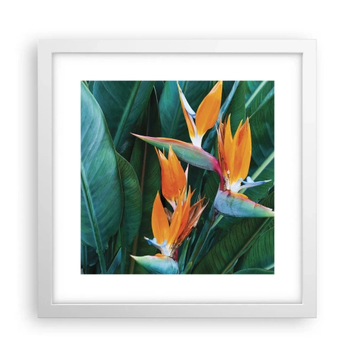 Poster in cornice bianca - È un fiore o un uccello? - 30x30 cm