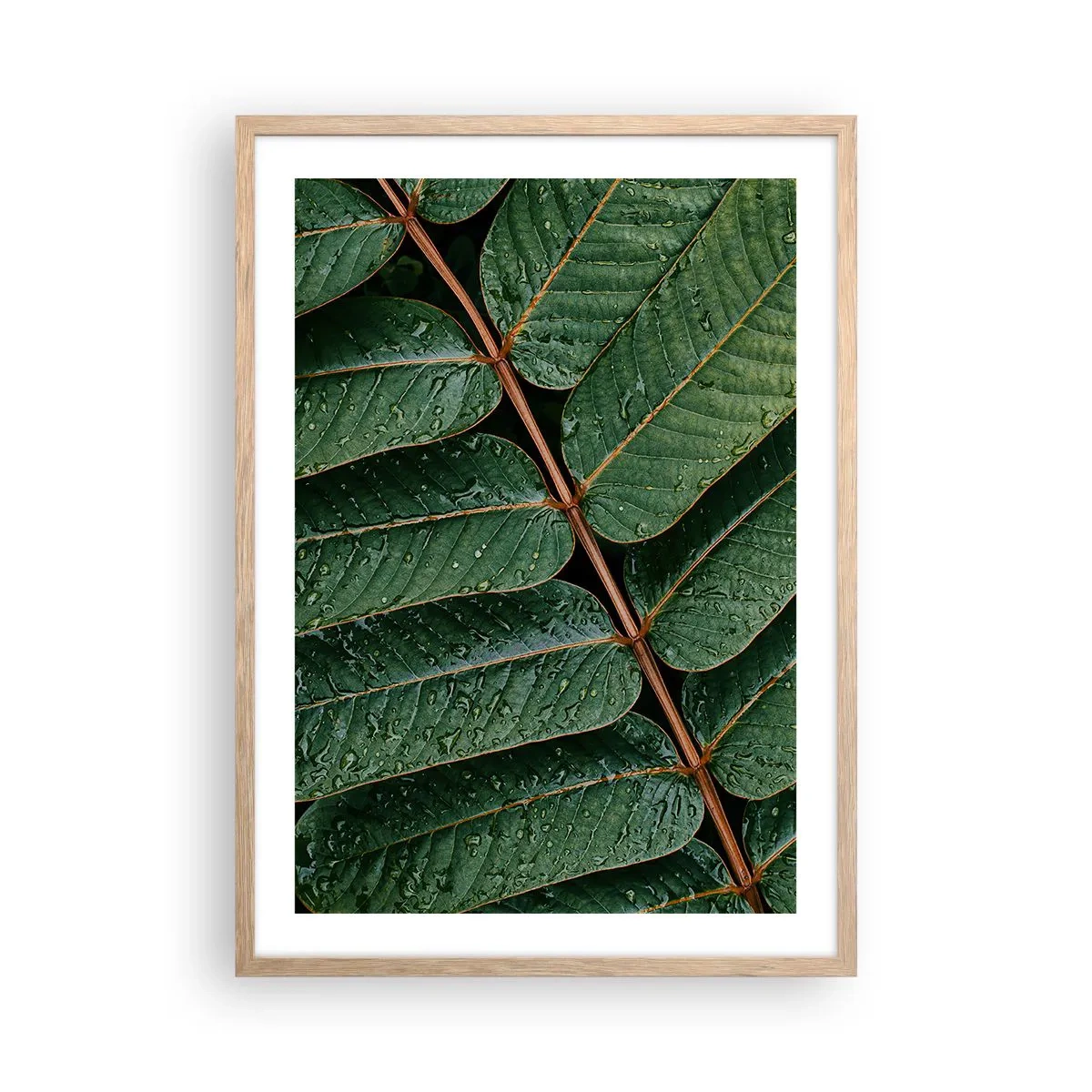 Poster in cornice rovere chiaro - Al ritmo verde - 50x70 cm