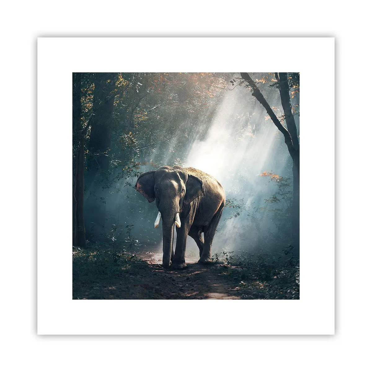 Poster - Tranquilla passeggiata - 30x30 cm