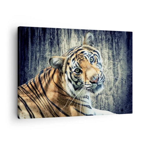 Quadro su tela - Stampe su Tela - Una tigre sdraiata contro un muro dalla consistenza ruvida - 70x50cm - Ritratto nei flussi di luce - Decorazione murale moderna per soggiorno e camera da letto ARTTOR