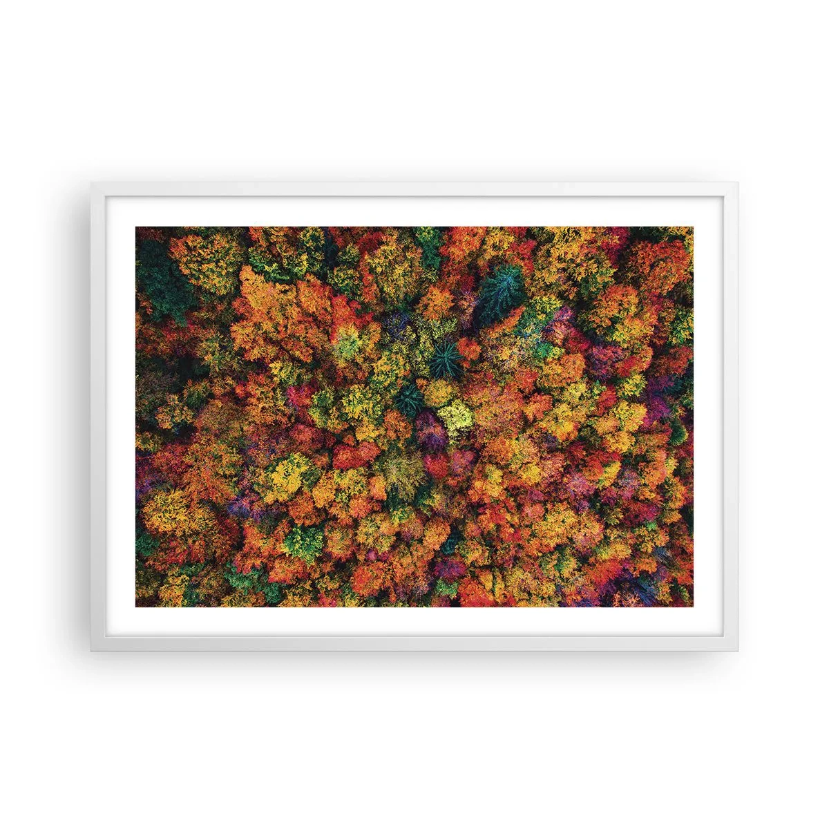 Poster in cornice bianca - Il bouquet degli alberi d'autunno - 70x50 cm