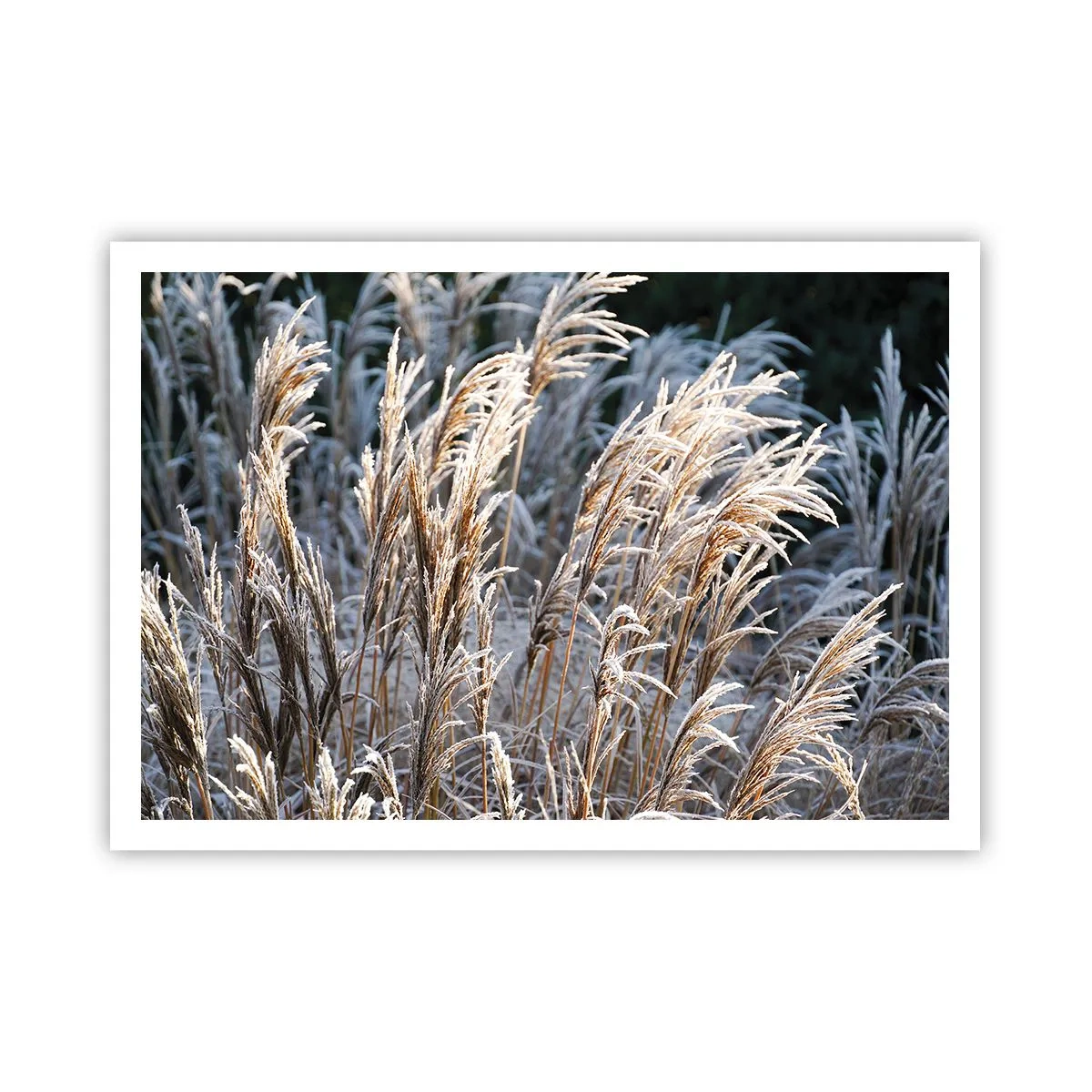 Poster - Fili d'erba invernali ricoperti di brina su uno sfondo verde scuro - 100x70cm - Vestite di brina - Decorazione murale moderna per soggiorno e camera da letto ARTTOR