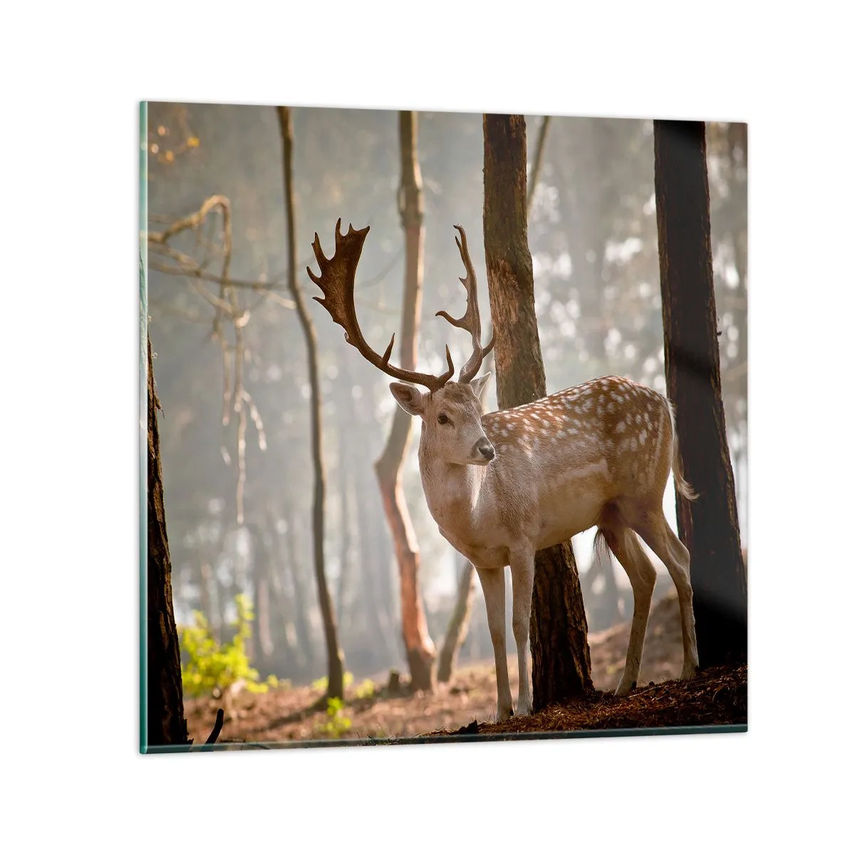 Quadro su vetro - La luce della giovinezza - 70x70 cm