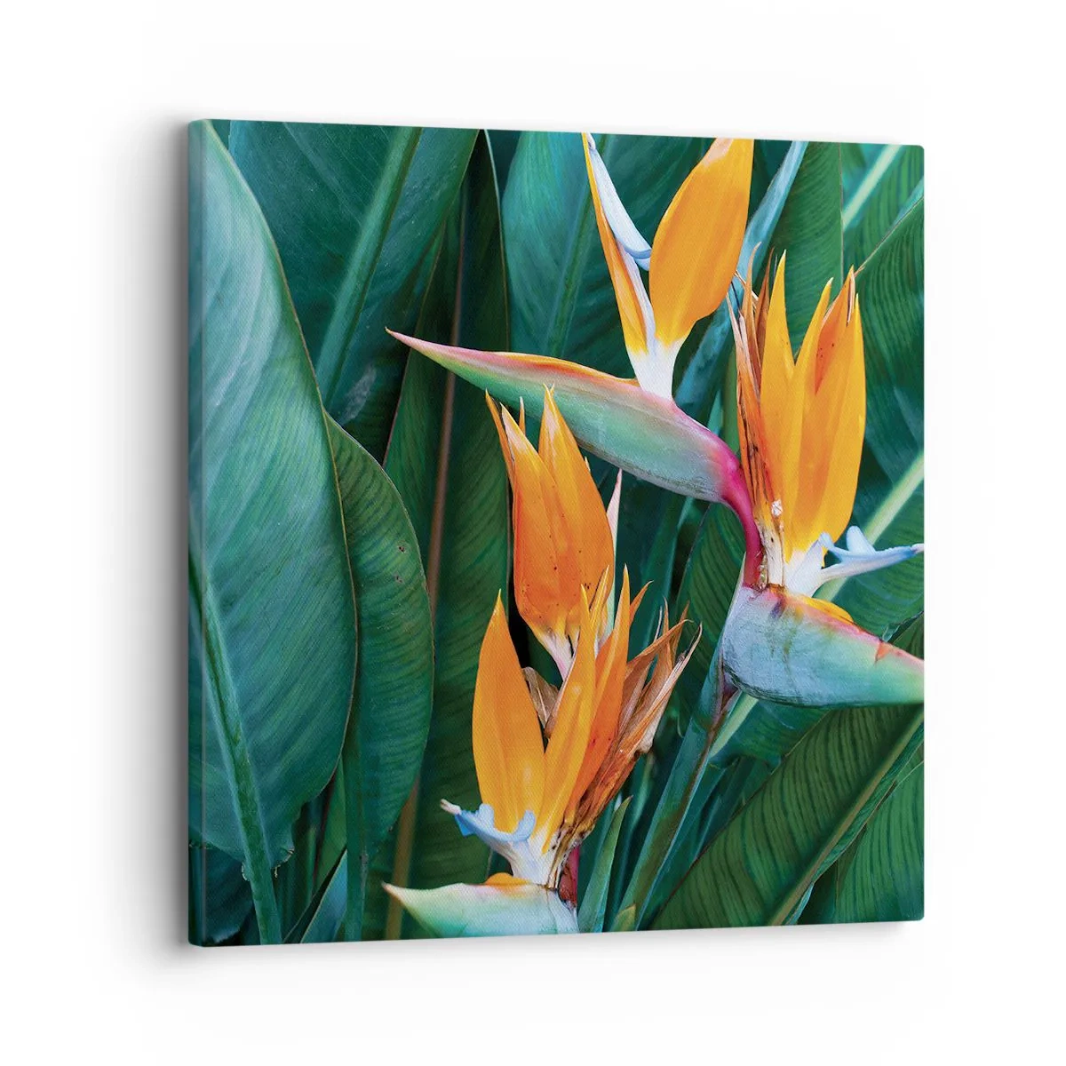 Quadro su tela - Stampe su Tela - È un fiore o un uccello? - 30x30 cm