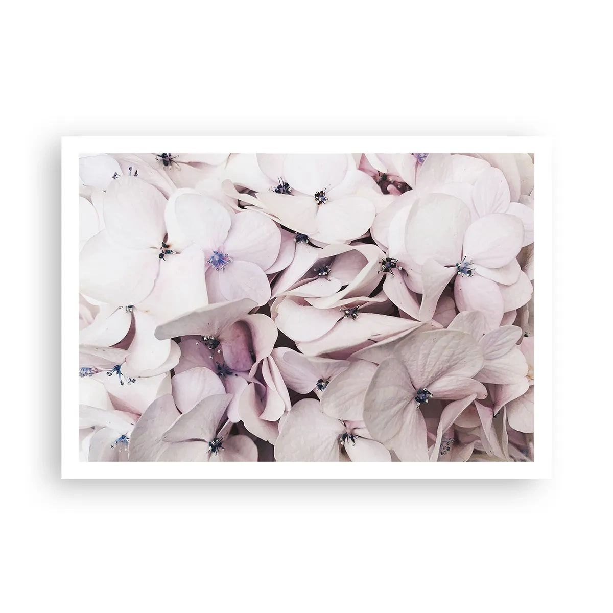 Poster - Delicate ortensie bianche in tonalità pastello - 100x70cm - Un'alluvione di fiori - Decorazione murale moderna per soggiorno e camera da letto ARTTOR