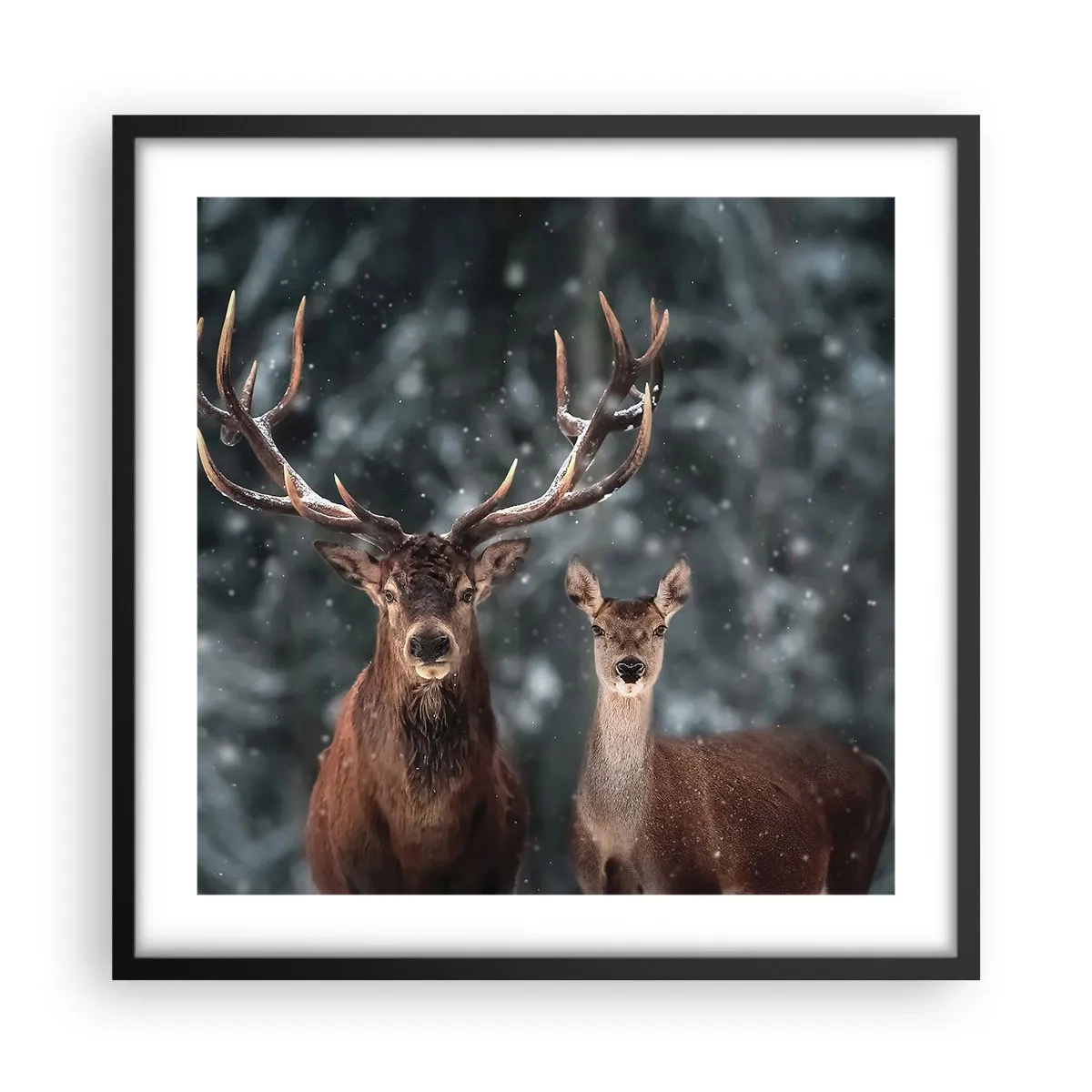 Poster in cornice nera - Il re della foresta con la consorte - 50x50 cm