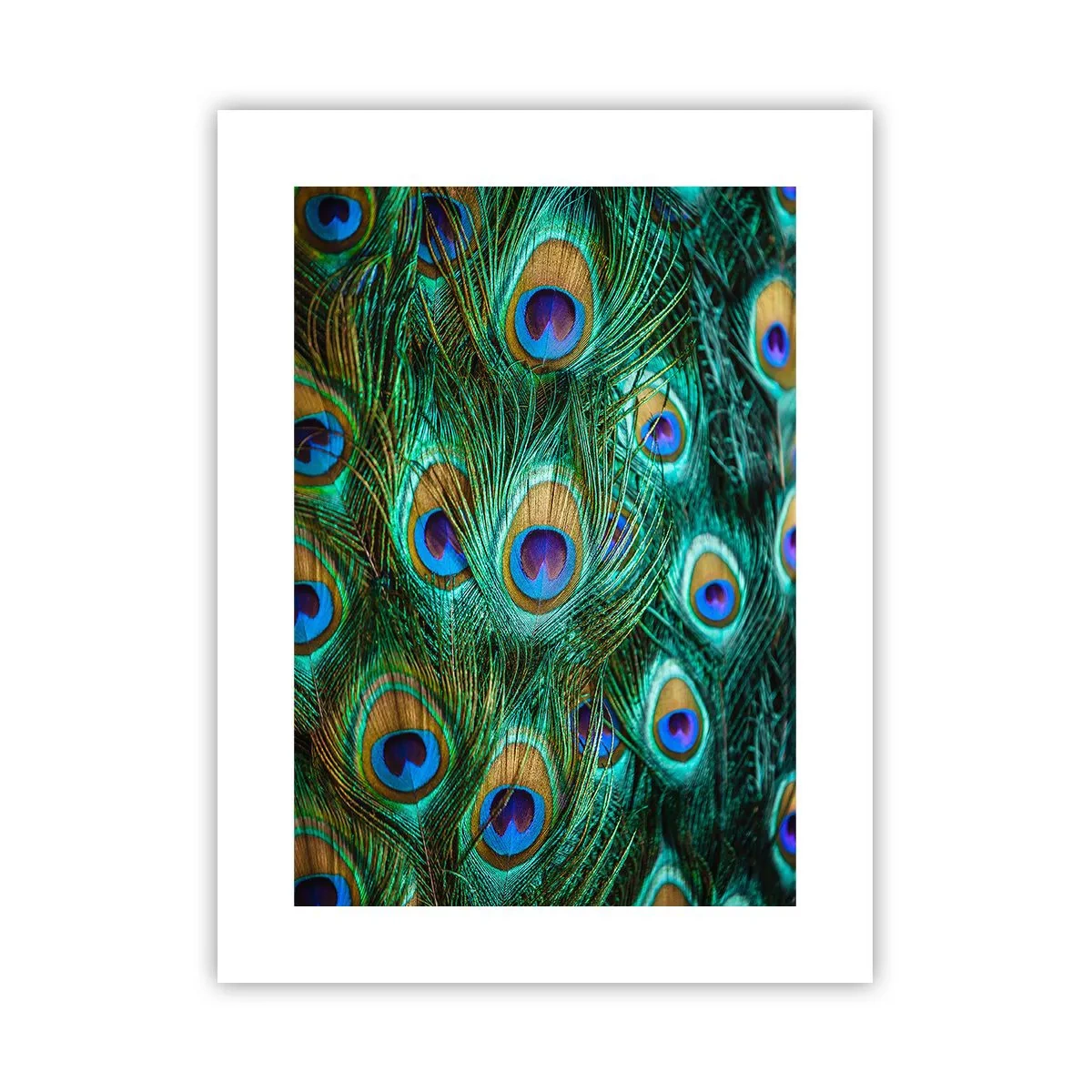 Poster - Lo sguardo del pavone - 30x40 cm