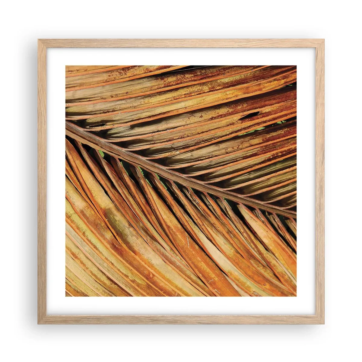 Poster in cornice rovere chiaro - Oro di cocco - 50x50 cm
