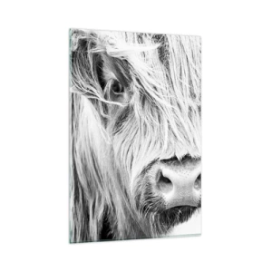 Quadro su vetro - Ritratto di una mucca scozzese in bianco e nero - 80x120cm - Selvaticità scozzese - Decorazione murale moderna per soggiorno e camera da letto ARTTOR