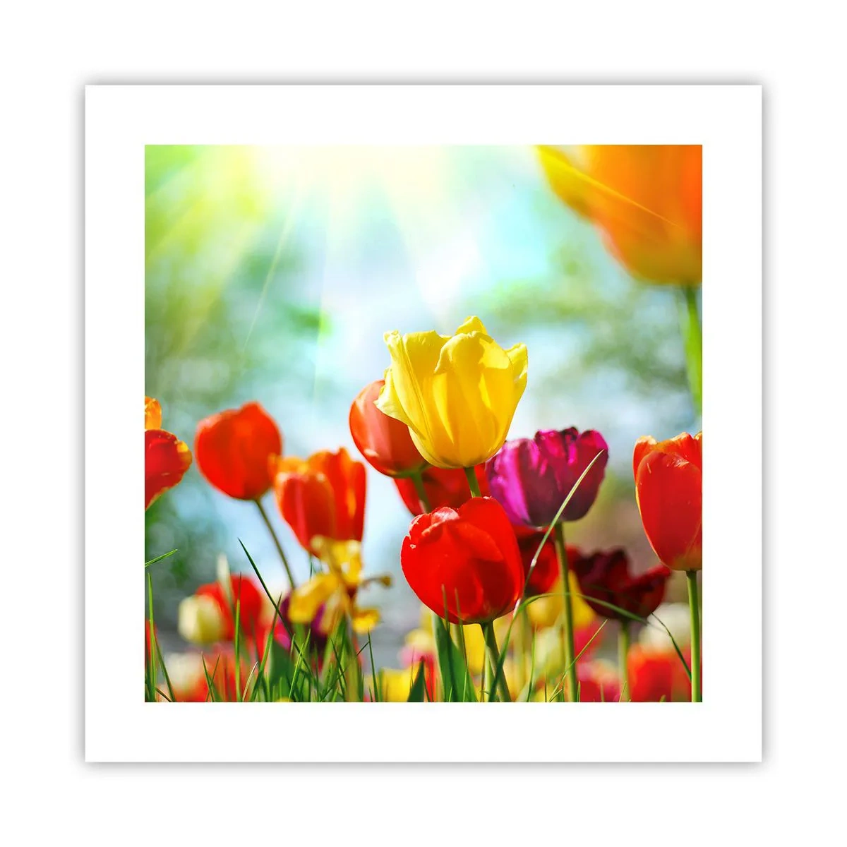 Poster - Tutti i colori del sole - 40x40 cm