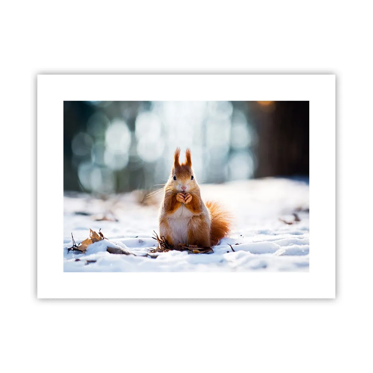 Poster - Che cosa guardi? - 40x30 cm