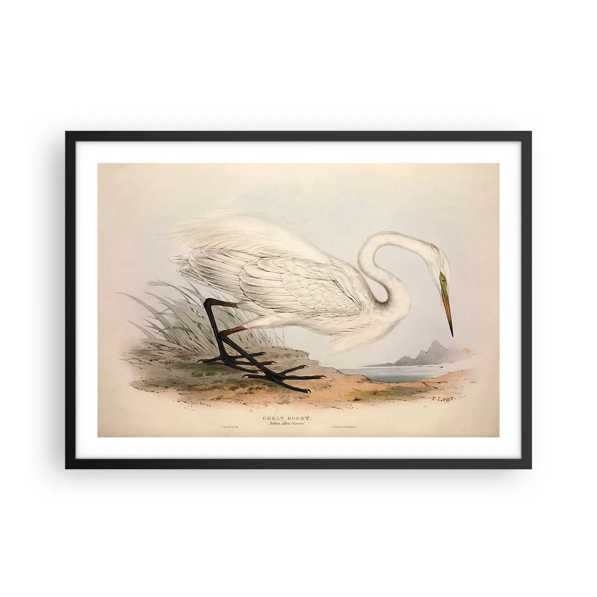 Poster in cornice nera - Disegno di un airone bianco su uno sfondo di paesaggio naturale - 70x50cm - La signora nel canneto - Decorazione murale moderna per soggiorno e camera da letto ARTTOR