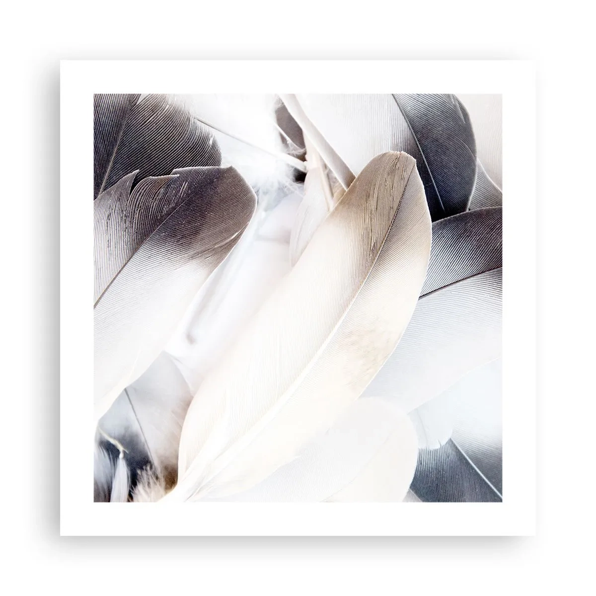 Poster - Quasi angeliche - 50x50 cm