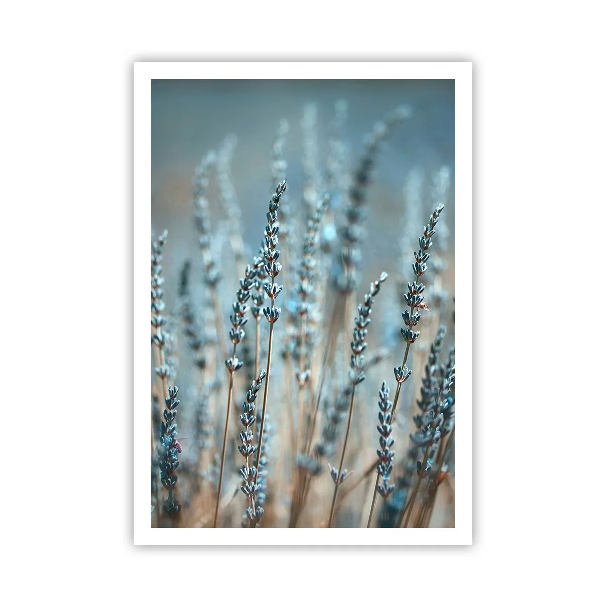 Poster - Campo profumato - 70x100 cm