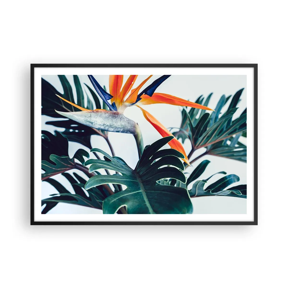 Poster in cornice nera - Fiore di Strelitzia circondato da foglie in piena luce - 100x70cm - Pianta uccello - Decorazione murale moderna per soggiorno e camera da letto ARTTOR