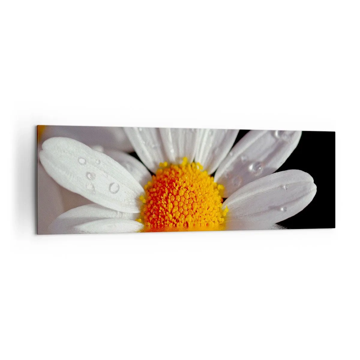 Quadro su tela - Stampe su Tela - Una margherita bianca con gocce d'acqua immerse in un riflesso d'acqua - 160x50cm - L'alba della margherita - Decorazione murale moderna per soggiorno e camera da letto ARTTOR