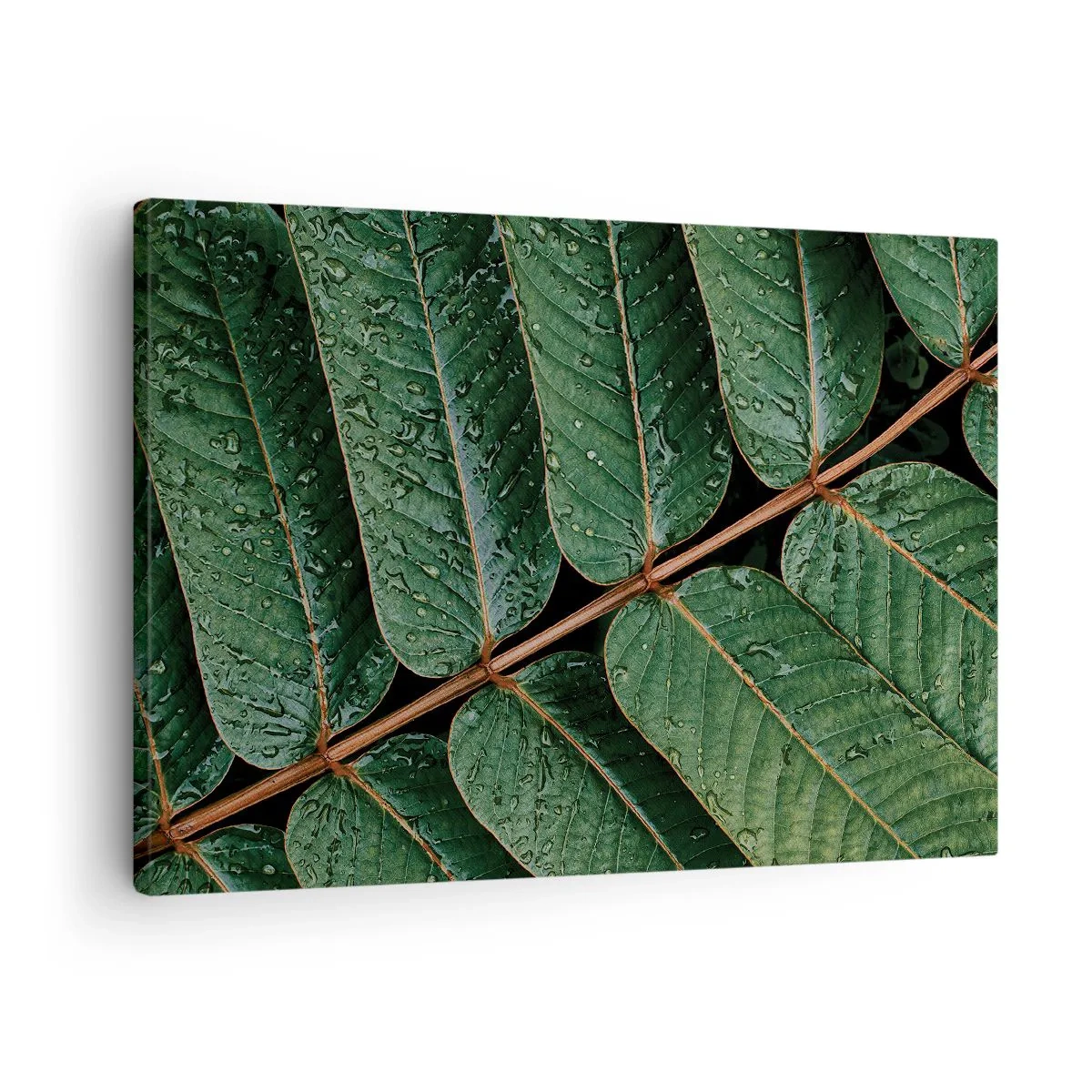 Quadro su tela - Stampe su Tela - Macro di foglie verdi con gocce di rugiada - 70x50cm - Al ritmo verde - Decorazione murale moderna per soggiorno e camera da letto ARTTOR