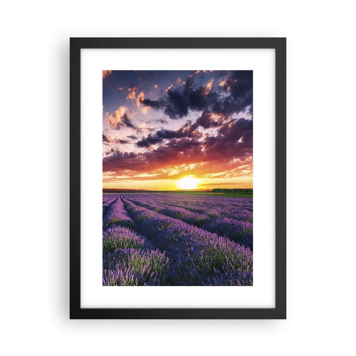 Poster in cornice nera - Il mondo della lavanda - 30x40 cm
