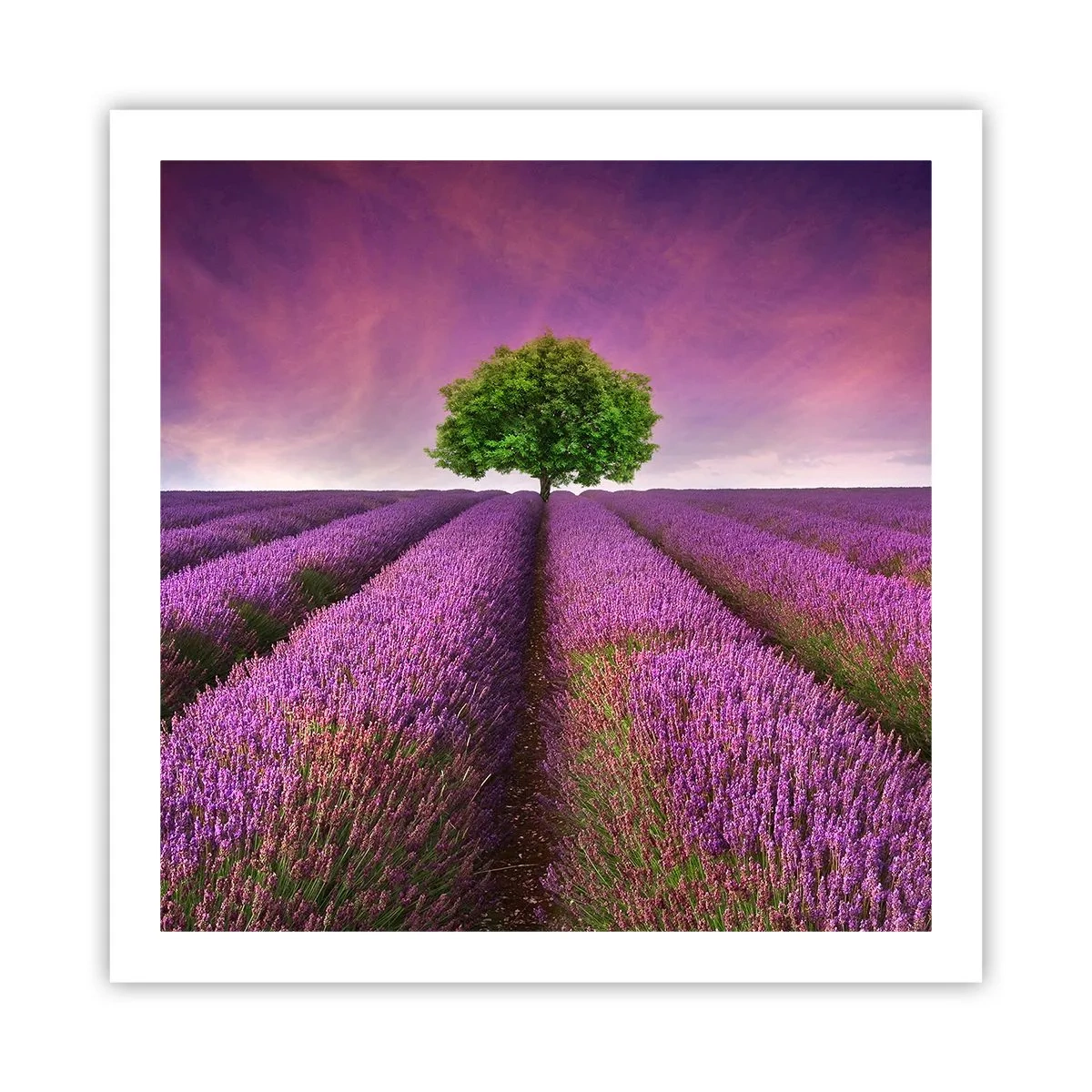 Poster - Sui campi di lavanda - 60x60 cm