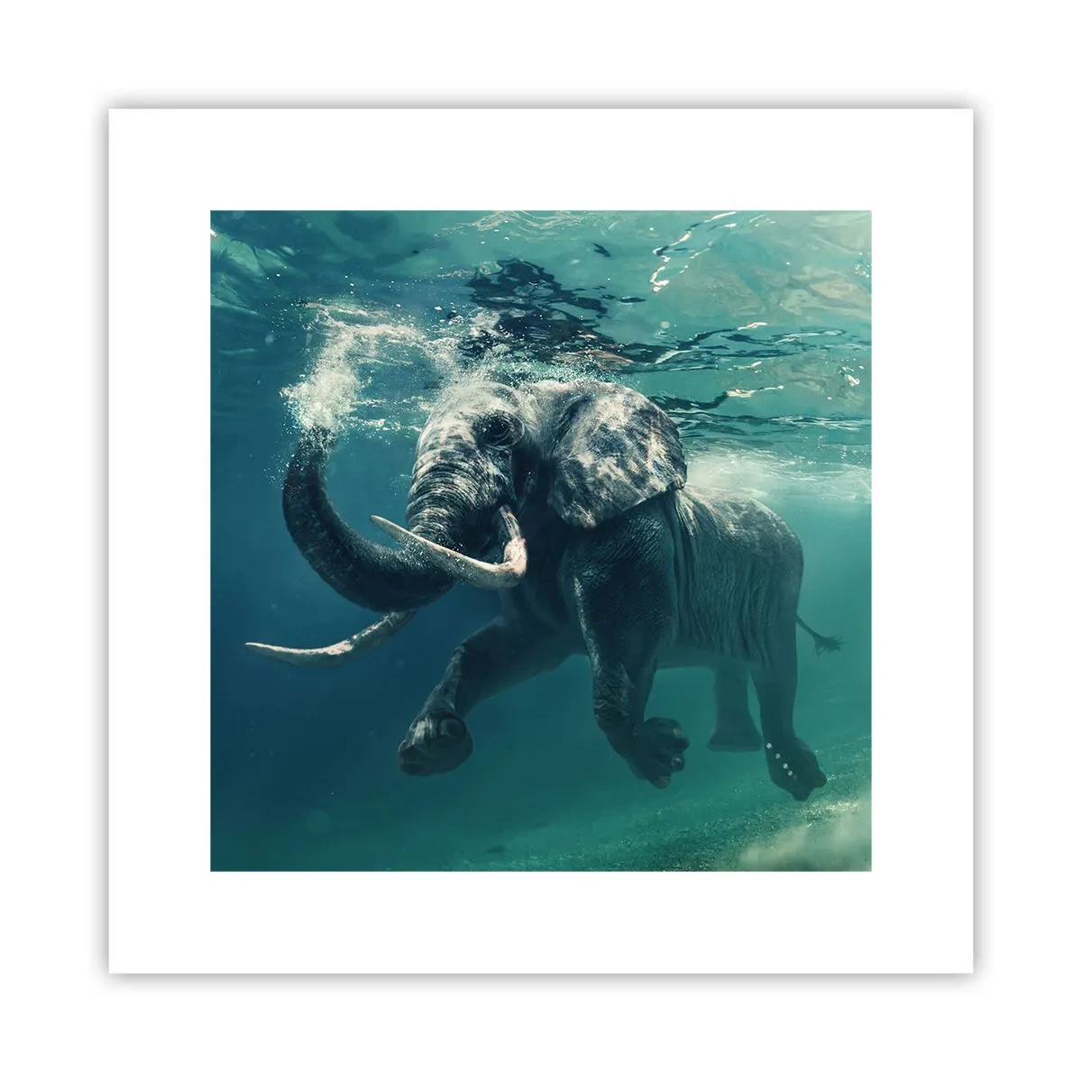 Poster - Tutti amano nuotare - 30x30 cm