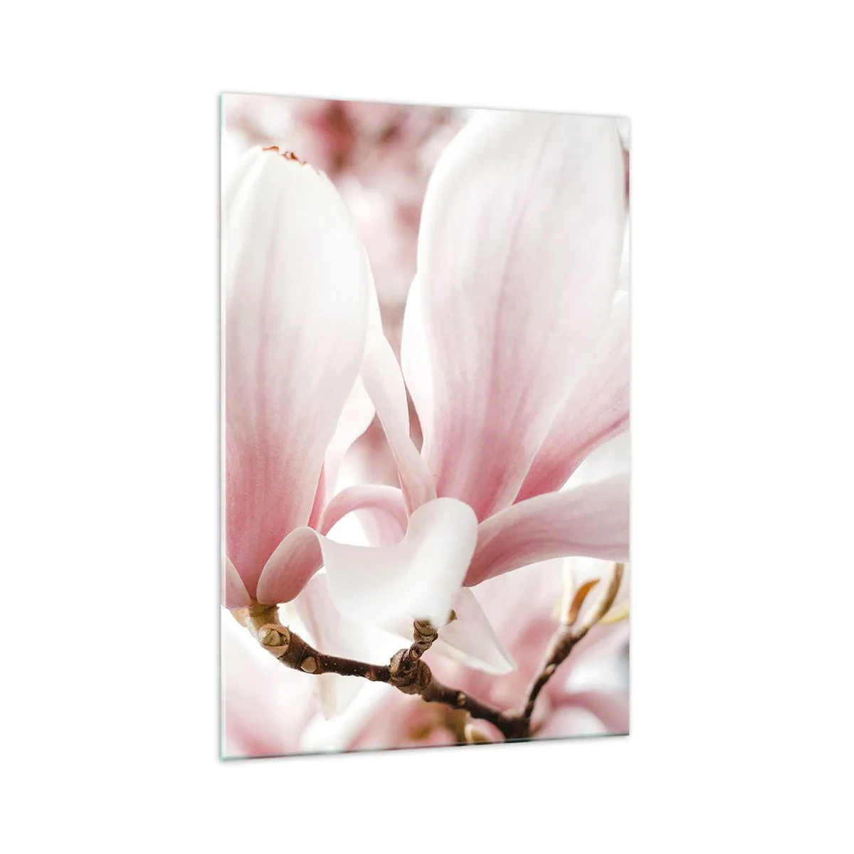 Quadro su vetro - Delicati fiori di magnolia in tonalità pastello - 70x100cm - Tenerezza senza fine - Decorazione murale moderna per soggiorno e camera da letto ARTTOR