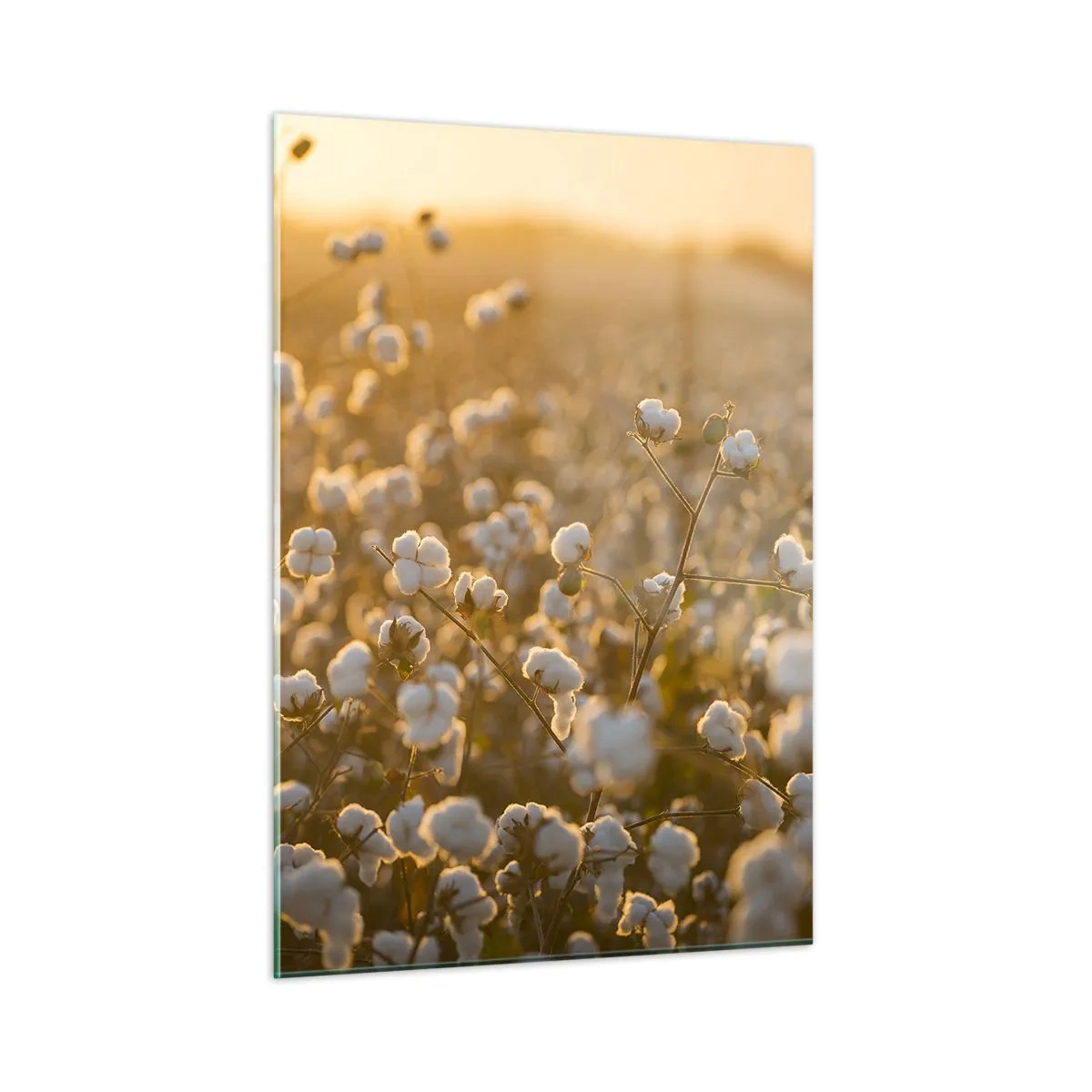Quadro su vetro - Campo di cotone al tramonto - 50x70cm - Campo di morbidezza - Decorazione murale moderna per soggiorno e camera da letto ARTTOR