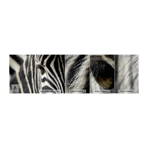 Campione di Fotomurale Premium Sand - Ritratto a strisce - Animali, Costolette, Africa - 100x30 cm