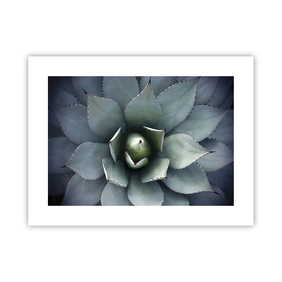 Poster - Adesca e minaccia - 40x30 cm