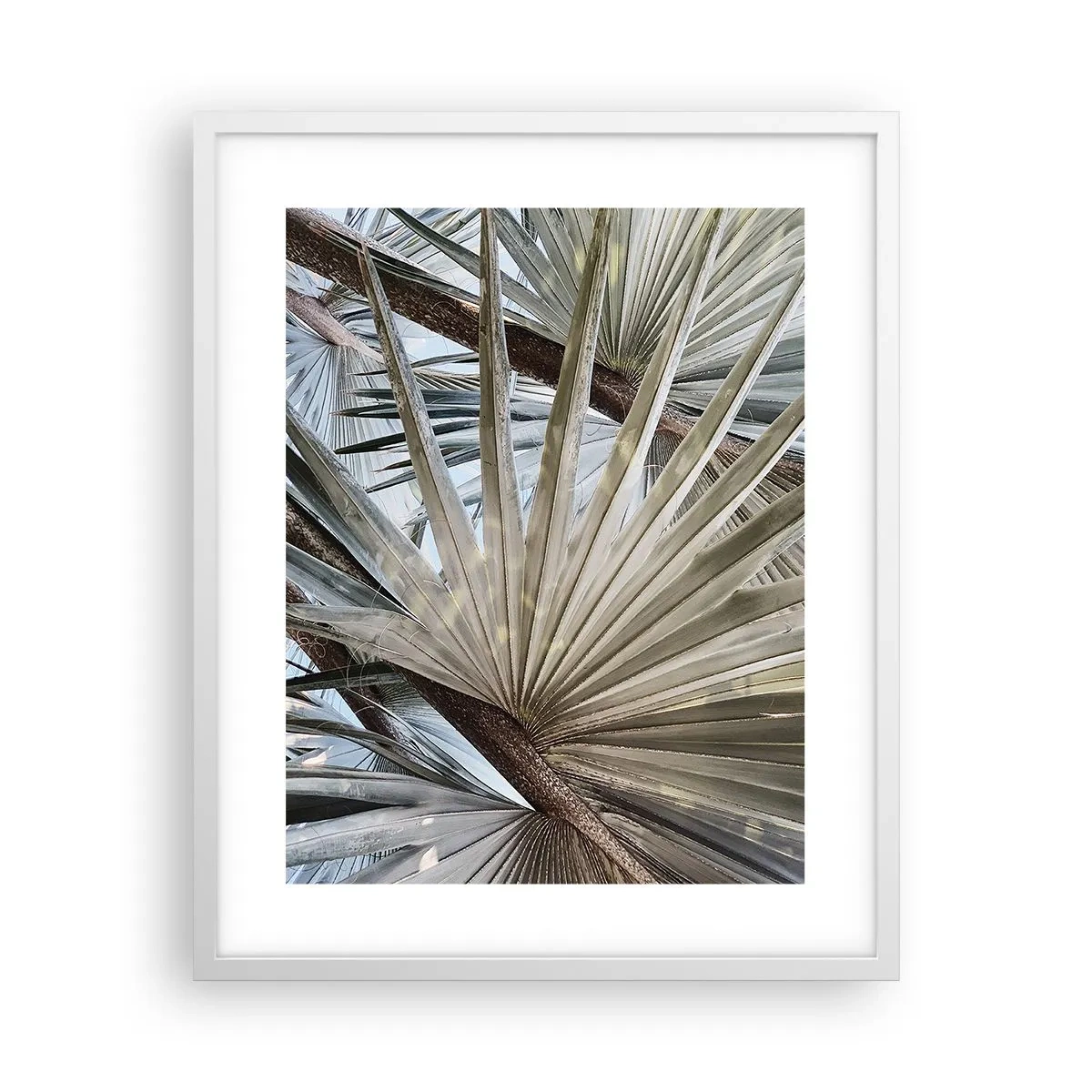 Poster in cornice bianca - Ventagli dei tropici - 40x50 cm