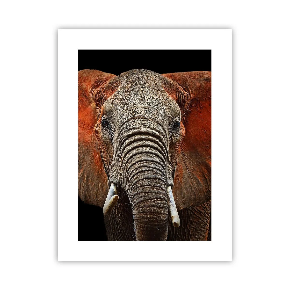 Poster - Sono selvaggio e tu? - 30x40 cm