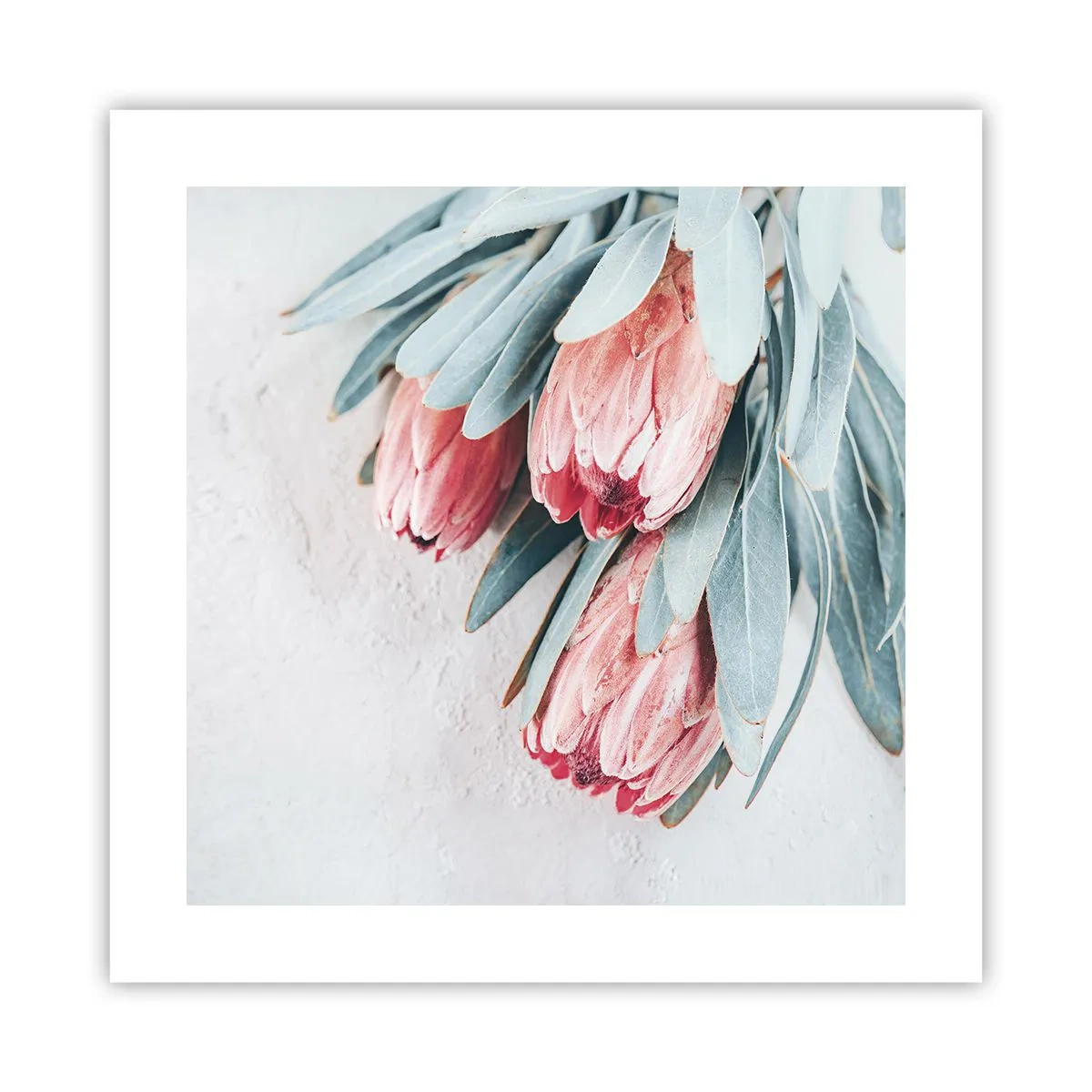 Poster - Imbarazzati per la propria bellezza - 40x40 cm
