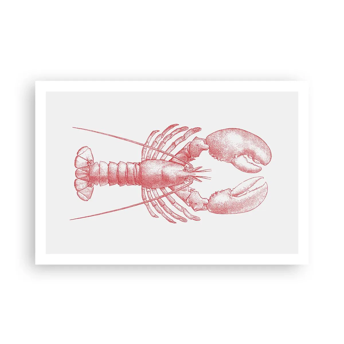 Poster - Aragosta d'agosto - 91x61 cm