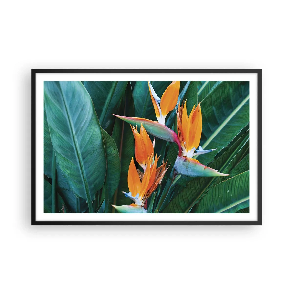 Poster in cornice nera - È un fiore o un uccello? - 91x61 cm