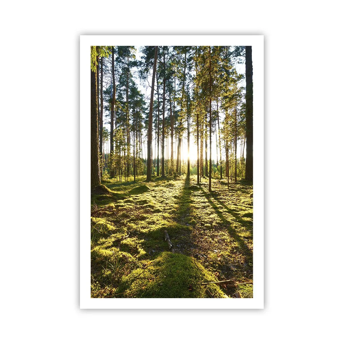 Poster - …dopo sette foreste - 61x91 cm