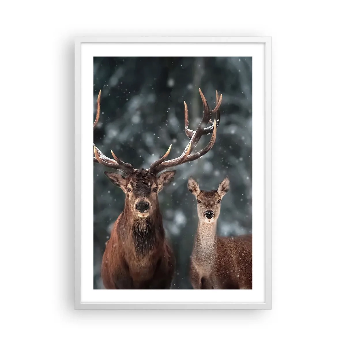 Poster in cornice bianca - Il re della foresta con la consorte - 50x70 cm
