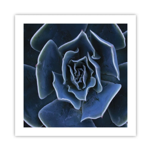 Poster - Fiore del deserto - 50x50 cm