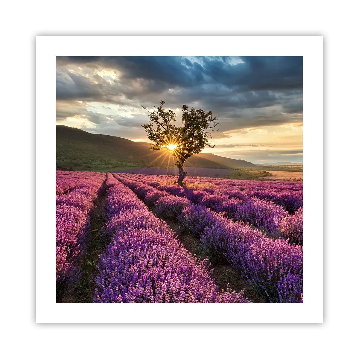 Poster - Aroma di colore lilla - 50x50 cm