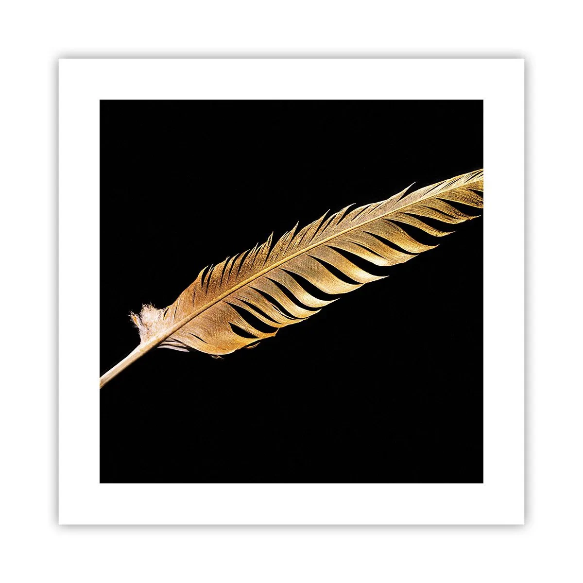 Poster - Non una piuma qualsiasi.... - 40x40 cm