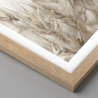 Rovere chiaro