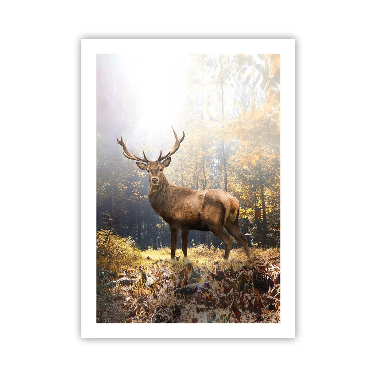 Poster - Un cervo in una foresta illuminata dalla luce del sole - 50x70cm - Nella piena maestà - Decorazione murale moderna per soggiorno e camera da letto ARTTOR
