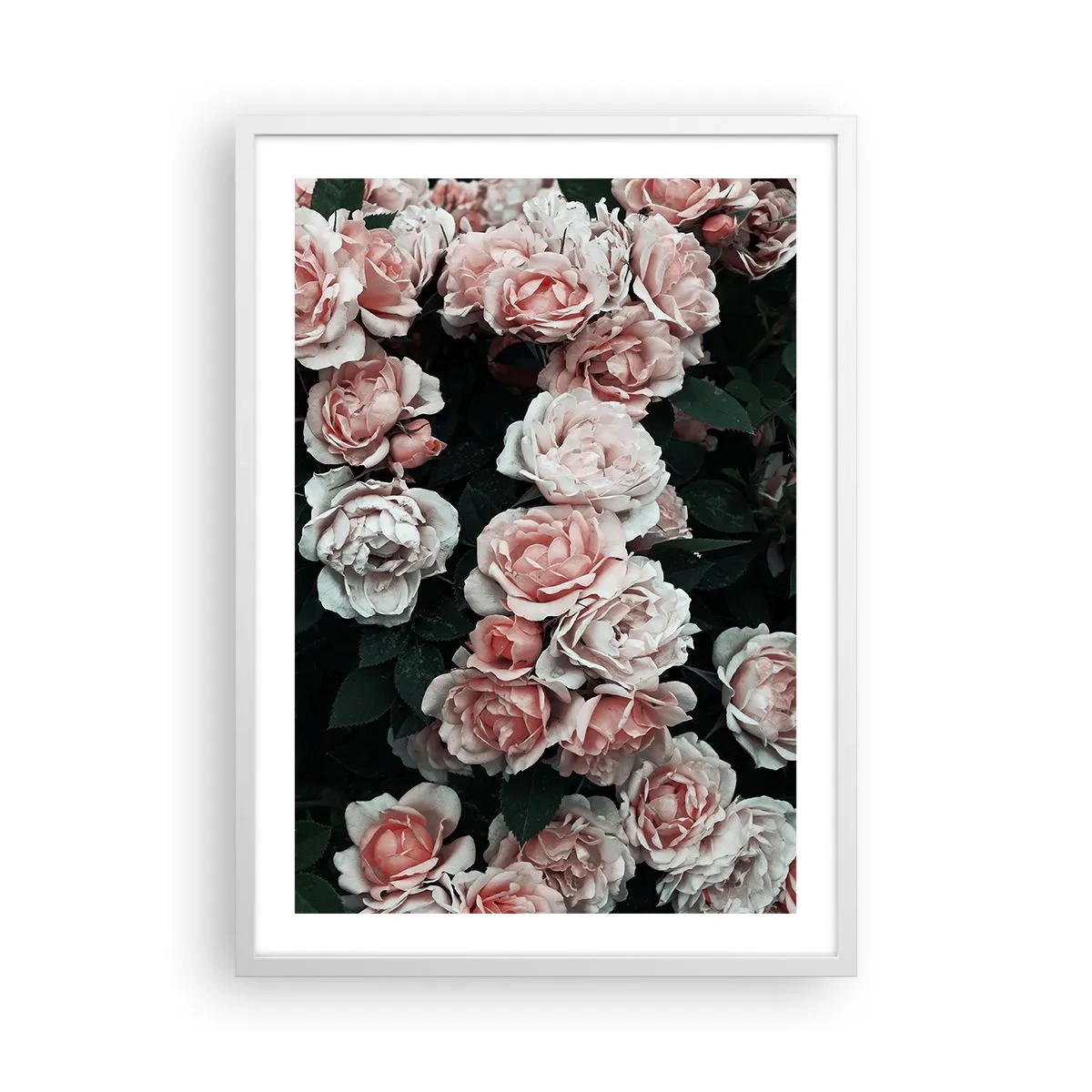 Poster in cornice bianca - Composizione di rose - 50x70 cm