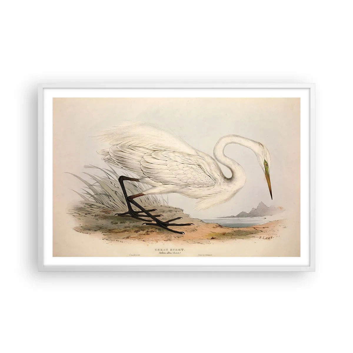 Poster in cornice bianca - La signora nel canneto - 91x61 cm