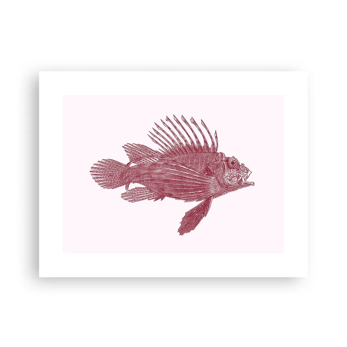 Poster - Abitante di mari esotici - 40x30 cm