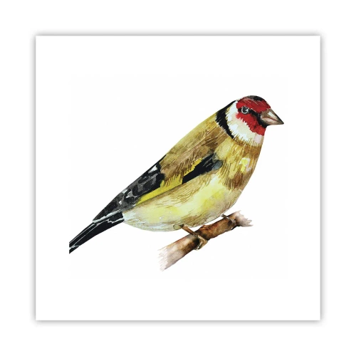 Poster - Ritratto di uccello - 30x30 cm