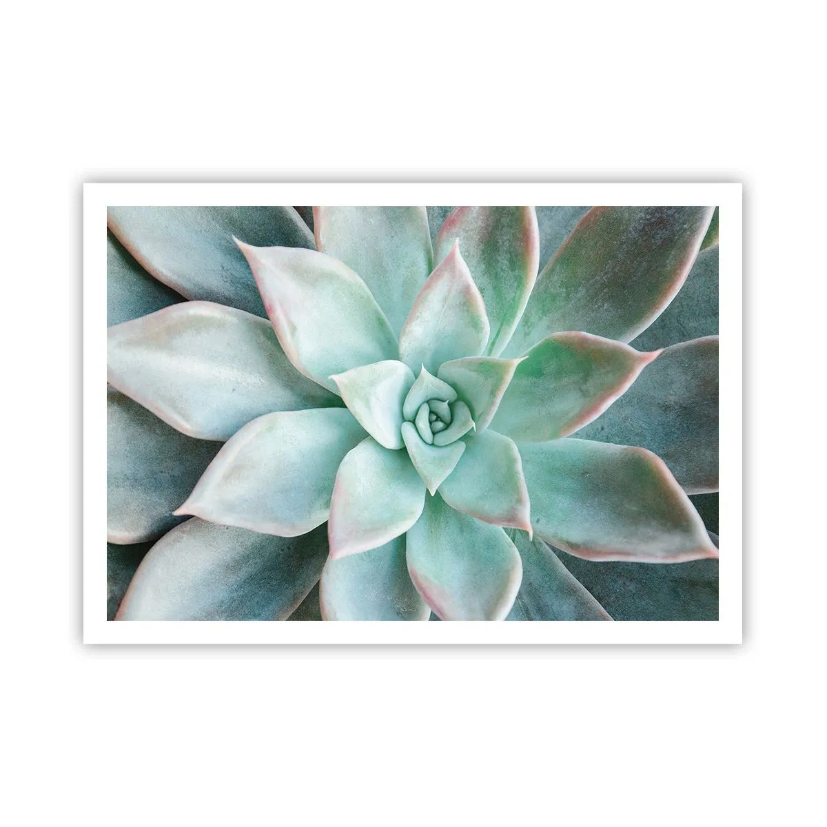 Poster - Primo piano di una succulenta verde - 100x70cm - Il cuore del deserto - Decorazione murale moderna per soggiorno e camera da letto ARTTOR