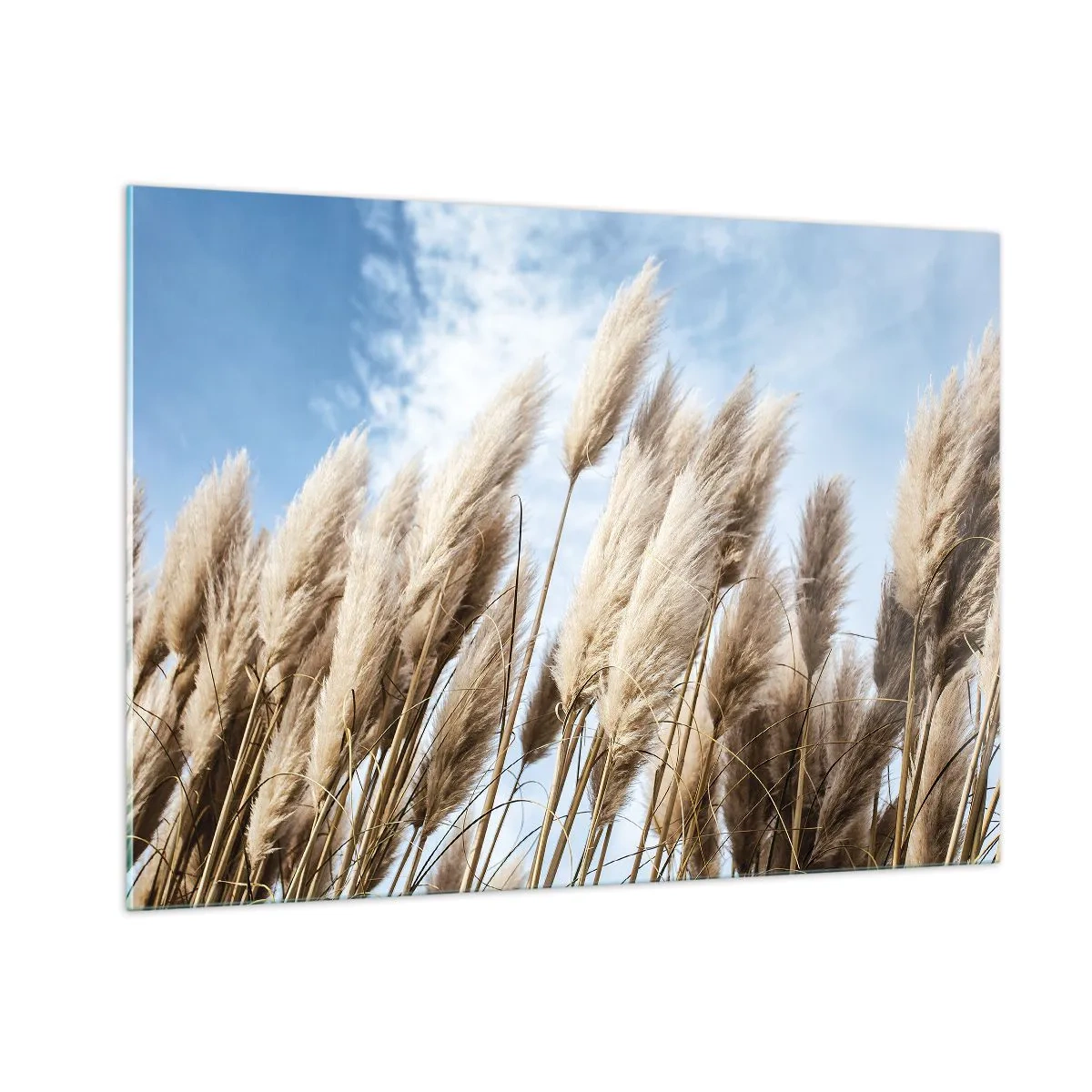 Quadro su vetro - Erbe decorative della pampa contro un cielo blu - 100x70cm - Le carezze del sole e del vento - Decorazione murale moderna per soggiorno e camera da letto ARTTOR