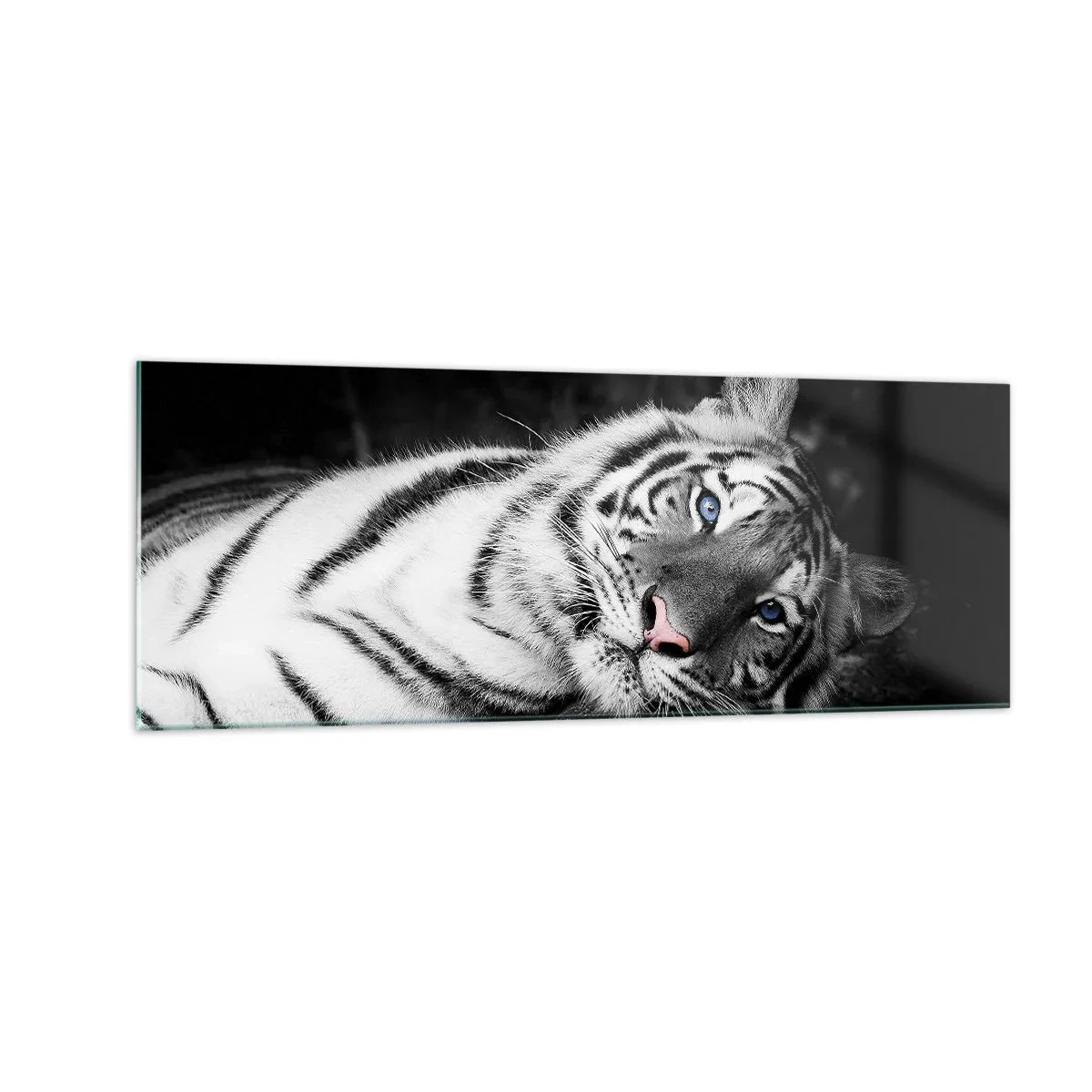Quadro su vetro - Una tigre bianca artisticamente raffigurata su uno sfondo nero - 140x50cm - Selvaggità e pace - Decorazione murale moderna per soggiorno e camera da letto ARTTOR
