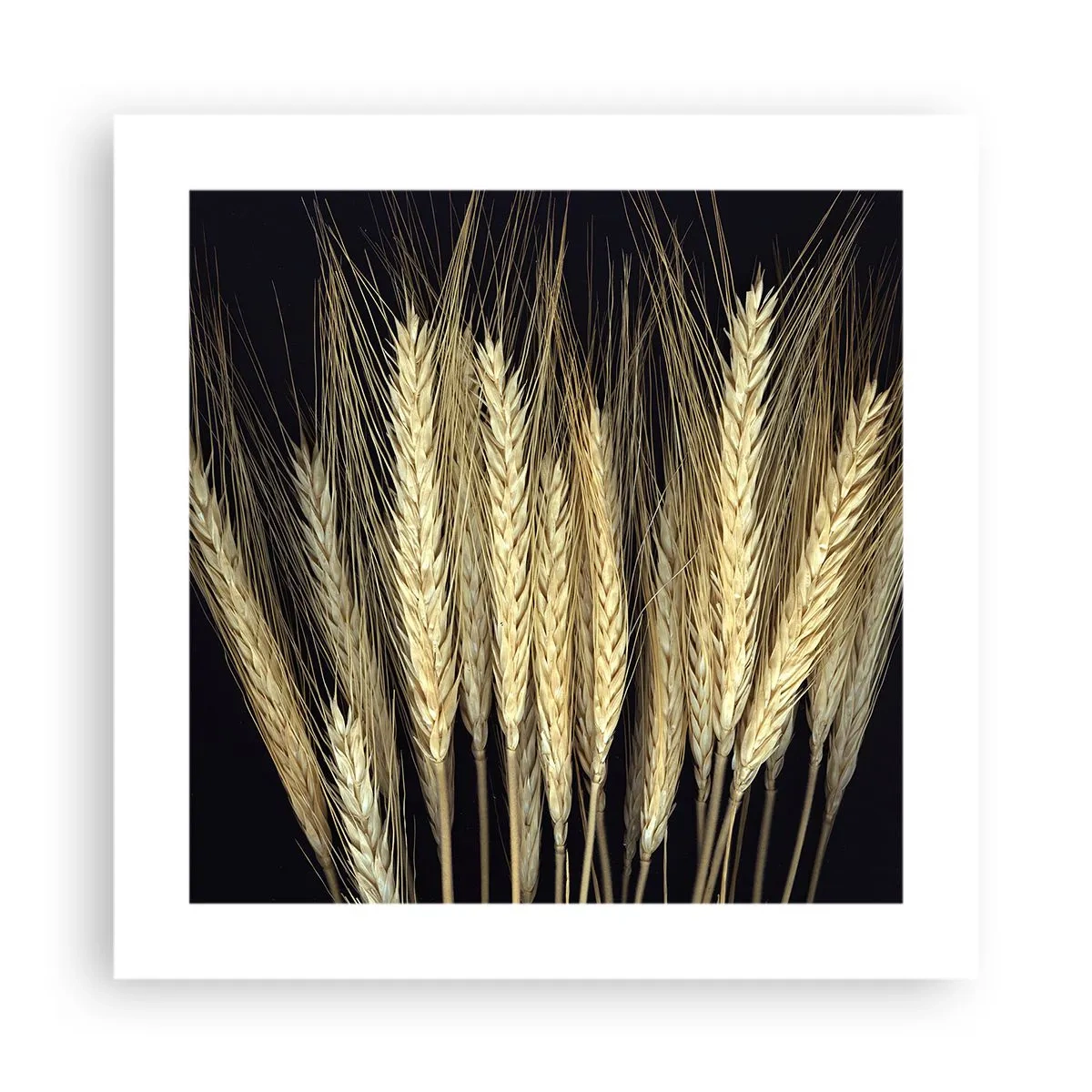 Poster - Magia rustica - 40x40 cm