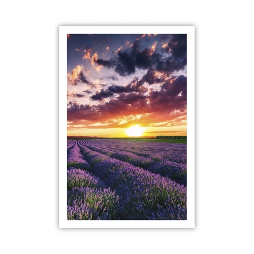 Poster - Il mondo della lavanda - 61x91 cm
