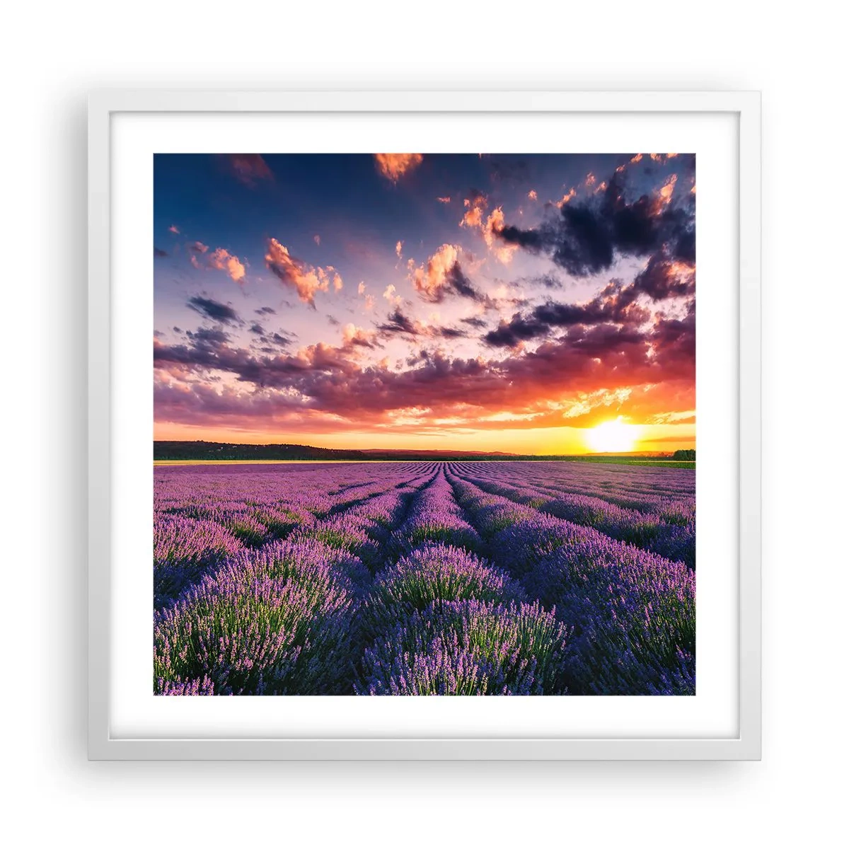 Poster in cornice bianca - Il mondo della lavanda - 50x50 cm